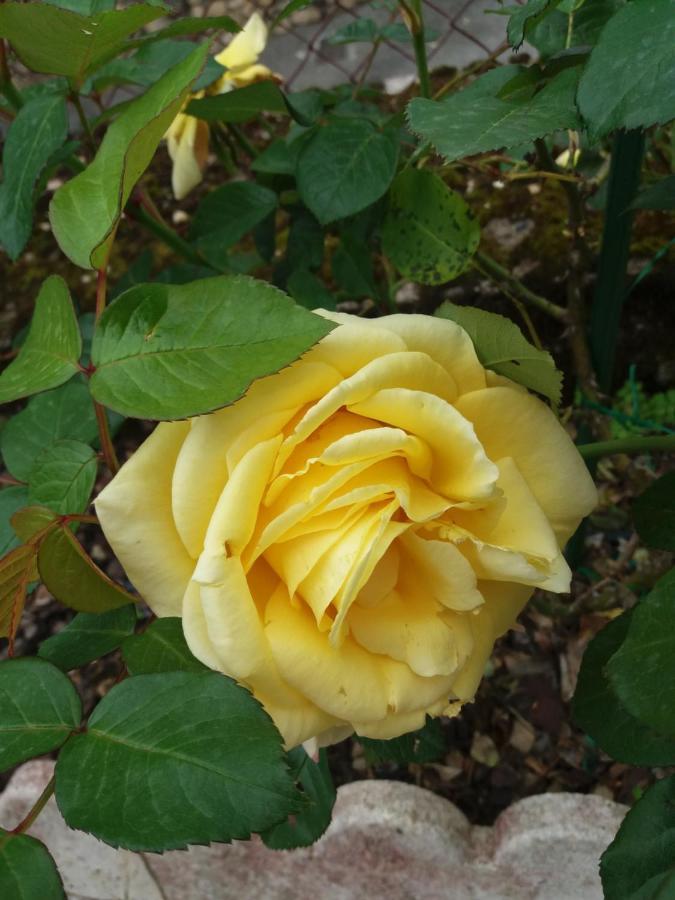 Fumel Bed And Breakfast Les Roses Multicolores Du 47 מראה חיצוני תמונה