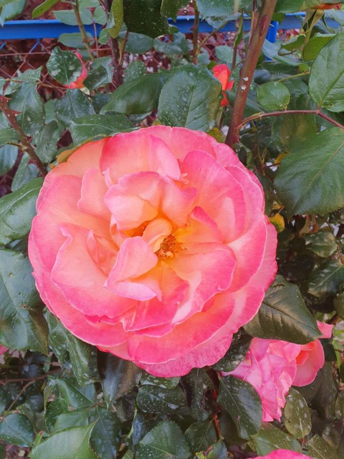 Fumel Bed And Breakfast Les Roses Multicolores Du 47 מראה חיצוני תמונה
